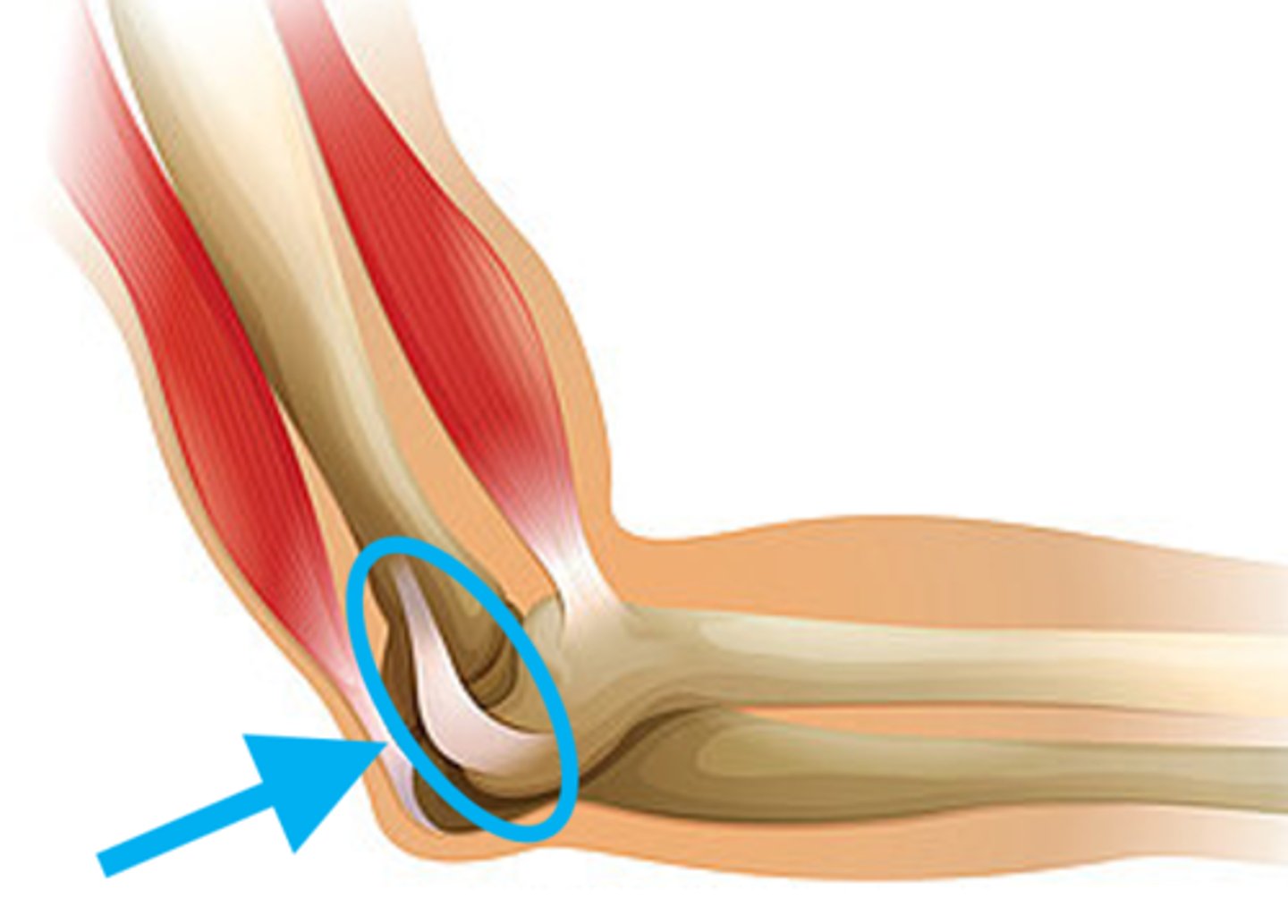 <p>a band of connective tissue that connects a bone to another bone</p>