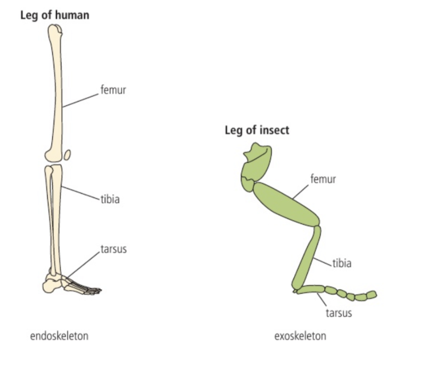 <p>Similar in function and even share some anatomical names</p>