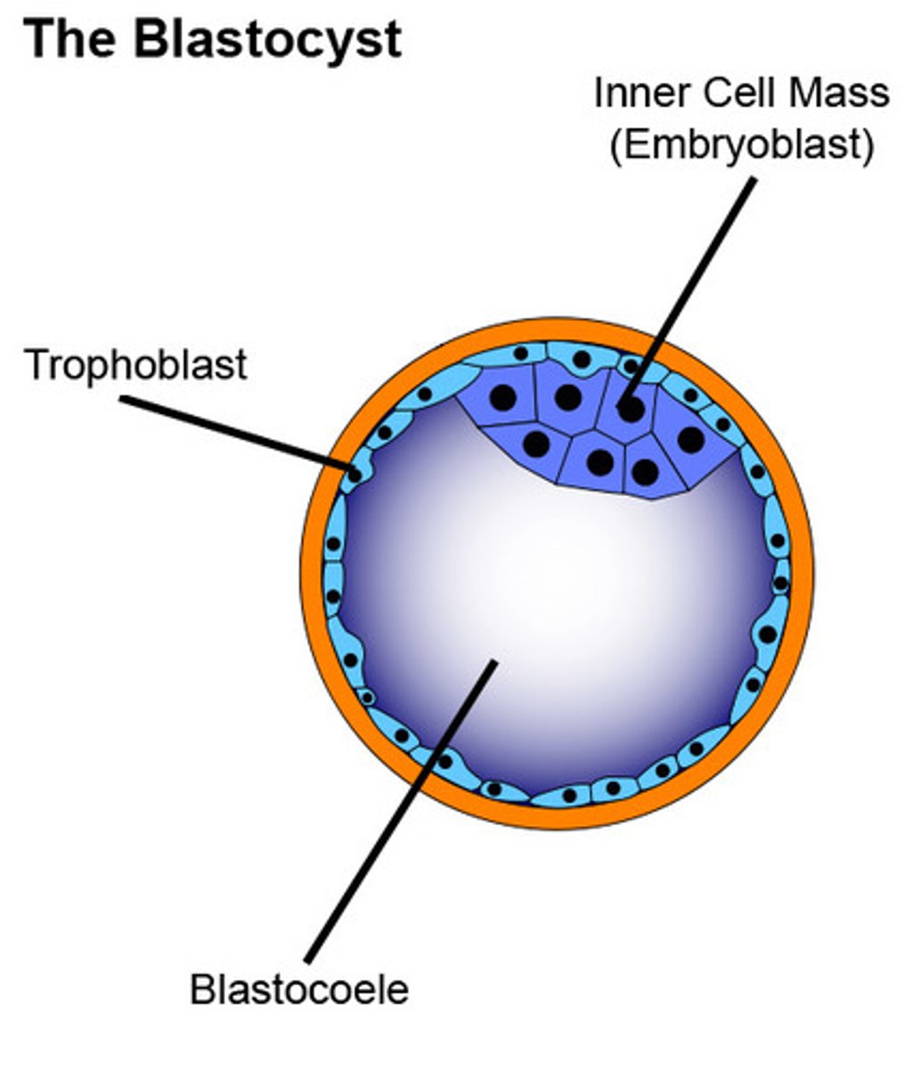 <p>&gt; outer cell mass (trophoblast) on the outside</p><p>&gt; inner cell mass --&gt; embryoblast (part that becomes baby)</p>