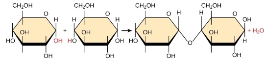 <p>2 glucose molec are linked by covalent- glycosidic bond; H20 byproduct</p>