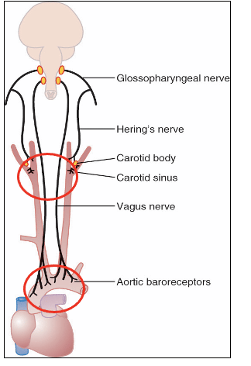 <p>Where are chemoreceptors located? </p>