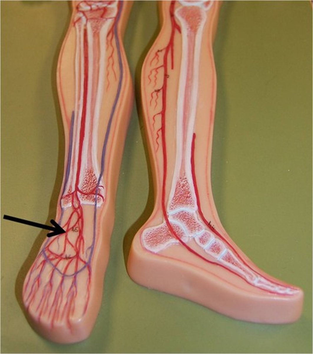 <p>the artery in the foot that can be felt on the top of the foot</p>