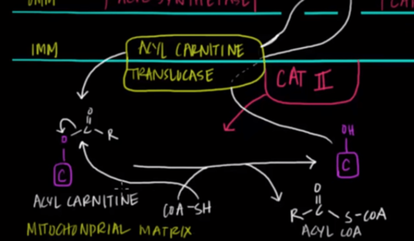 <p>Acyl carnitine translocase acts as an antiport. As it transports an acyl carnitine into the matrix, it also transports a carnitine out of the matrix, back to the intermembrane space.</p><p>Struggling to memorize the metabolic pathways (such as glycolysis and beta-oxidation)? Learn them like the back of your hand using Andrew's Metabolic Pathways Mastery Course @ https://mcatselfprep.com/course/andrews-metabolic-pathways-mastery-course/</p>