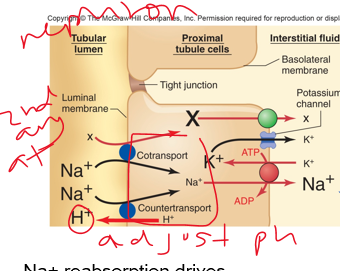 <p>Throughout tubule, Na+ is reabsorbed by <strong><em>__________ active transport</em></strong></p>