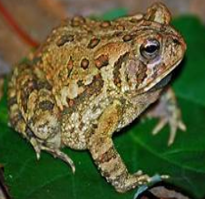 <p>Eastern American Toad</p>