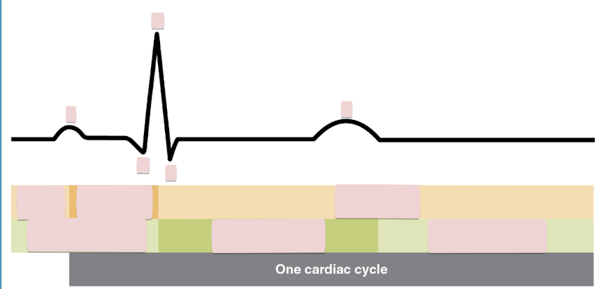 <p>Label the figure</p>