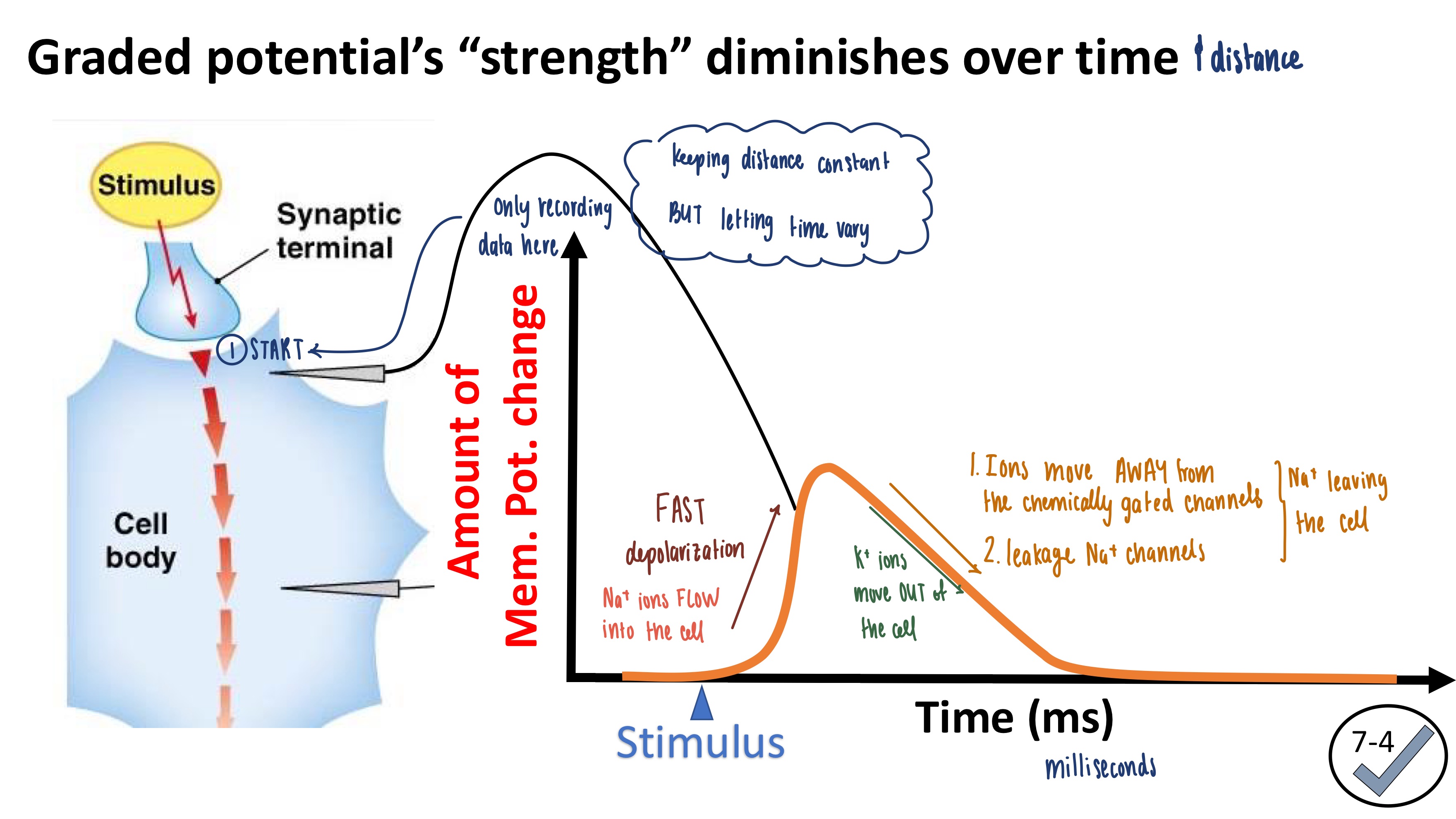 <p><strong><mark data-color="green" style="background-color: green; color: inherit">Depolarization</mark></strong></p><ol><li><p>Stimulus (neurotransmitter) triggers Na<sup>+</sup> chemically-gated channel to open</p></li><li><p>Rush of Na<sup>+</sup> ions INTO the cell depolarizes the cell</p></li></ol><p><strong><mark data-color="red" style="background-color: red; color: inherit">Hyperpolarization</mark></strong></p><ol><li><p>K<sup>+</sup> chemically gated channel opens after Na<sup>+</sup> chemically-gated channels</p></li><li><p>K<sup>+</sup> ions LEAVE the cell </p></li><li><p>Na<sup>+</sup>ions move AWAY from the chemically-gated channels</p></li><li><p>Na<sup>+ </sup>ions leave via leaky Na<sup>+</sup> channels</p></li></ol><p></p>