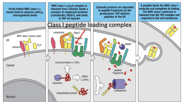 <ol><li><p>MHC-I enters ER where it binds a <strong>calnexin</strong> chaperone</p></li><li><p>Calnexin is released and MHC binds other chaperones: <strong>calreticulin and Erp57</strong></p></li><li><p><strong>Tapasin</strong> binds MHC-I to TAP, making the Class I loading complex</p></li><li><p>peptides are transported and<strong> ERAAP</strong> cleaves amino terminus of peptide into 8-10 amino acids</p></li><li><p>peptide editing ensures sufficient affinity for MHC binding, then MHC-I is released and exported</p></li><li><p>if peptide dissociated from MHC-I on surface, MHC-Ia dissociates from b2m and is degraded</p></li></ol><p></p>