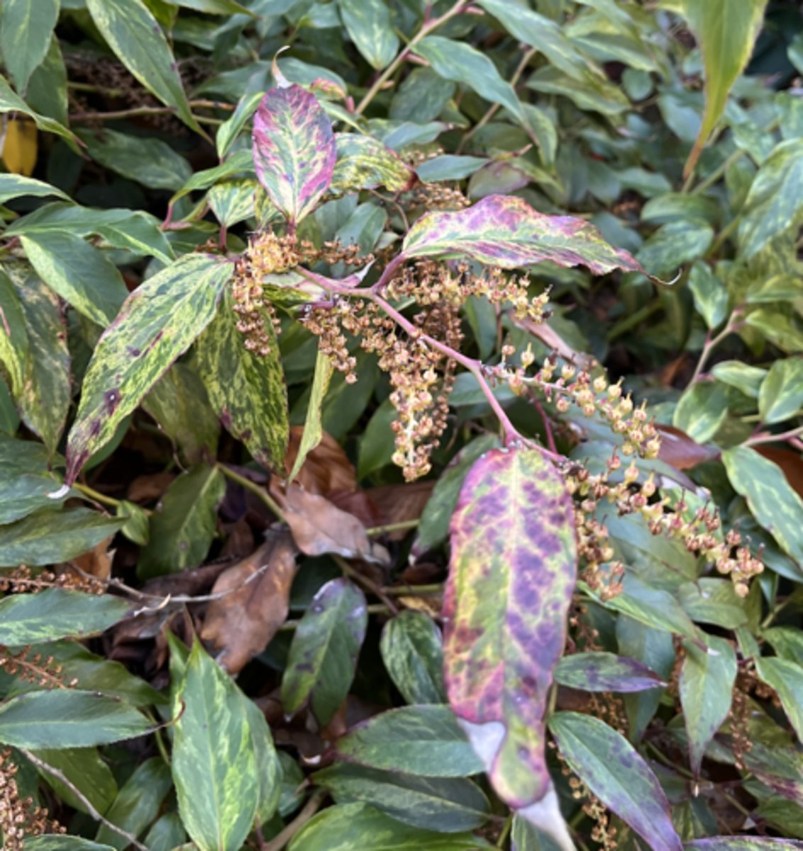 <p>variegated rainbow, arching, serrate margin</p>