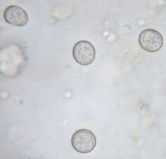 <p>Which species is seen in this image?</p>