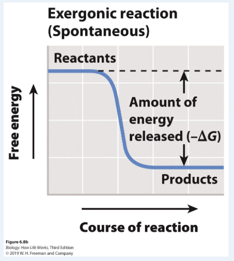 <p>D. the digestion of protein from food into amino acids</p><p>breaking down something</p>