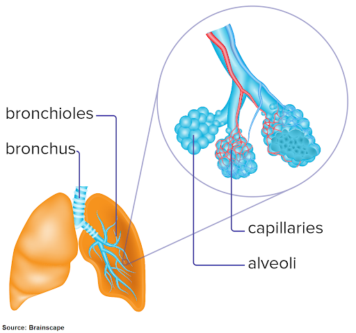 <p><strong>Alveoli</strong> are tiny, <strong>balloon-like air sacs</strong> in the lungs where <strong>gas exchange</strong> takes place.</p>