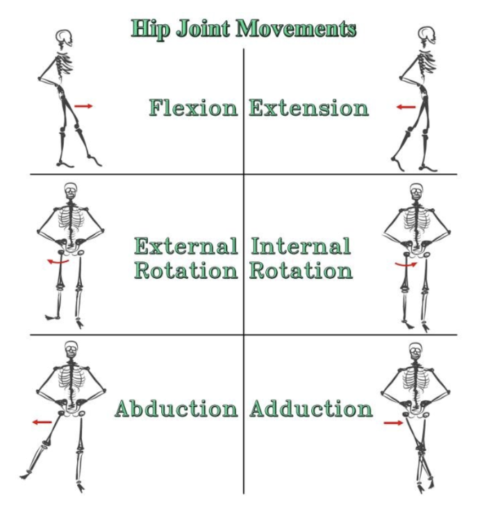 <ul><li><p>Both hip and knee joints are extended in standing position due to joint structure and ligaments, requiring minimal muscle effort and conserving energy.</p></li><li><p>Hip <strong>adduction</strong> minimizes lateral shift in the centre of gravity (helps maintain balance without side-to-side movement)</p></li><li><p><strong>Rotation</strong> allows for greater steps </p></li></ul><p></p>