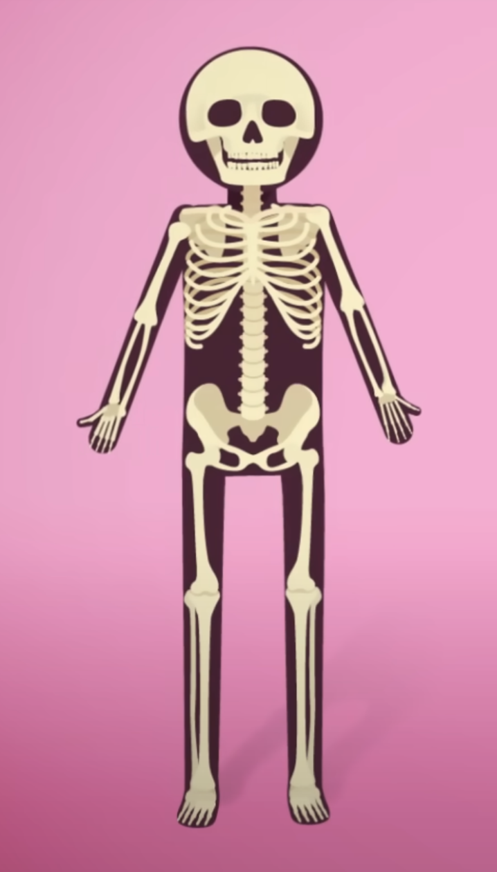 <p>aka. Standard position </p><ul><li><p>Body is erect (upright) and facing forward, with arms at the side and palms facing forward </p></li></ul><p></p>