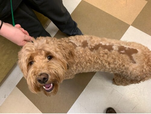 <p>Gradual hair loss, dry skin, and secondary infections</p>