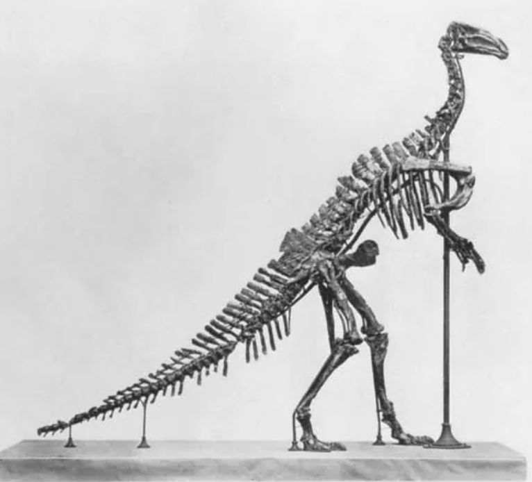 <p>Genus</p>