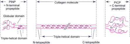 <p>Unstructured amino acid sequences and the N and C termini are cleaved</p>