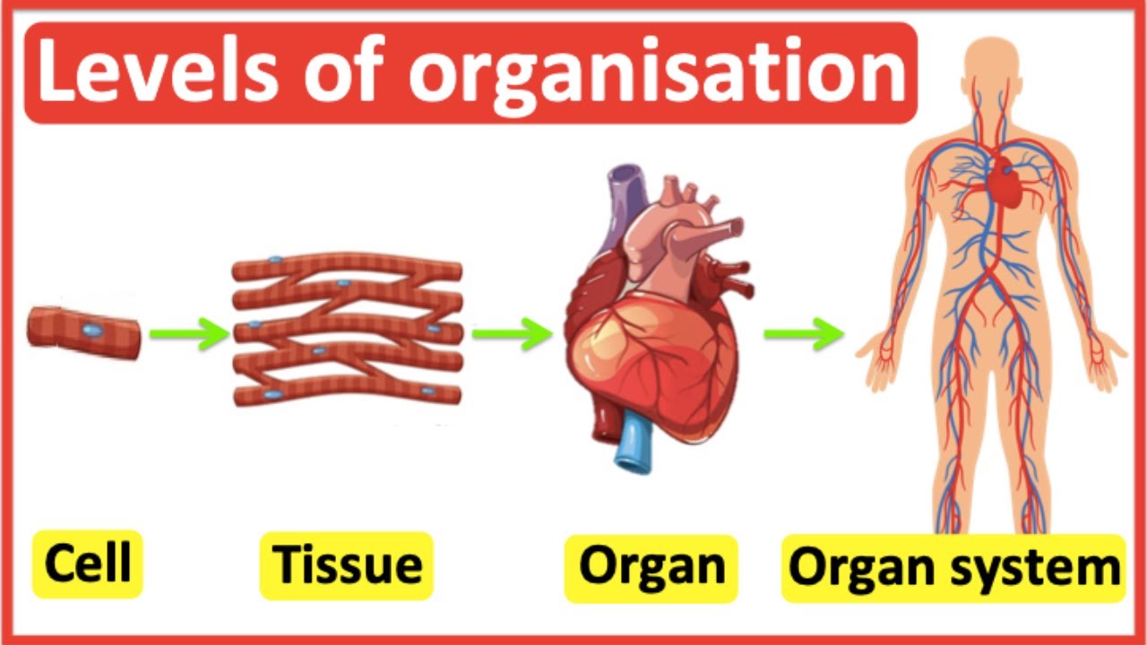 <p>Cytology</p>