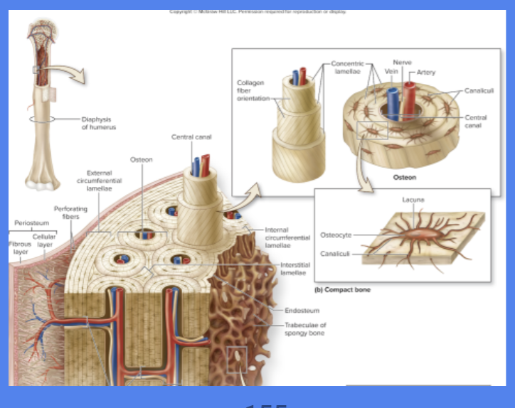<p>run perpendicular to central canal</p><p>create vascular and innervation network among osteons </p>