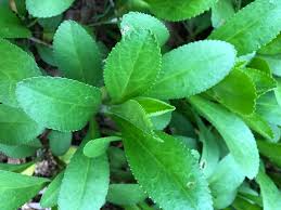<p><span>Herbaceous perennial with lance-shaped green leaves and large white flowers with yellow centers. Used ornamentally.</span></p>