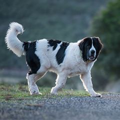 <p>What is this coat colour/pattern called when on a Newfoundland?</p>