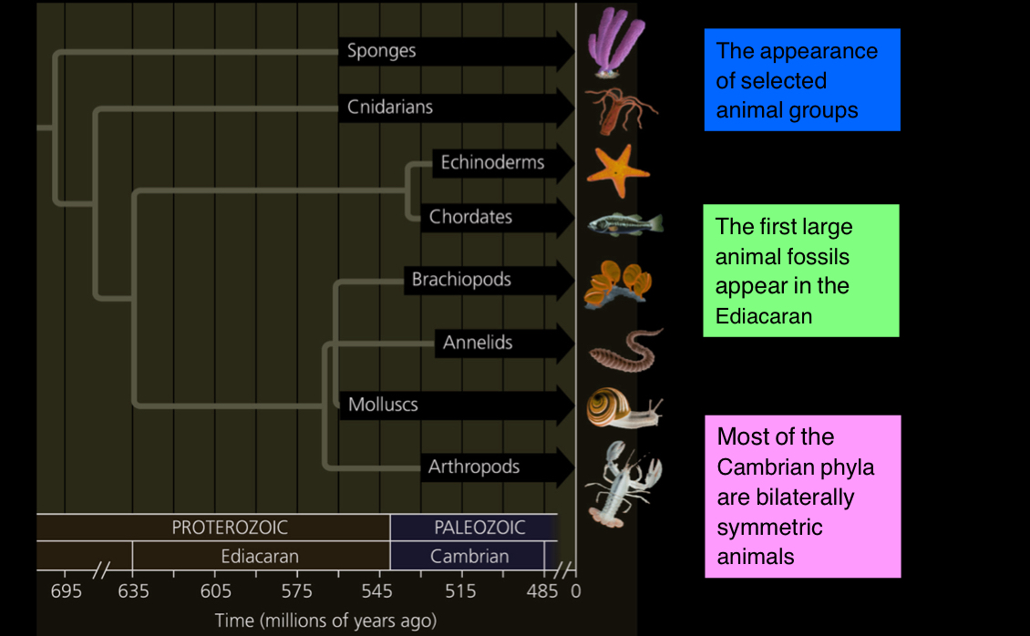 <ul><li><p>happened during the Paleozoic Era</p></li><li><p>marks the earliest fossil appearance of many major groups of living animals</p></li><li><p>diversity of animals increased dramatically</p></li><li><p>3 hypotheses on what caused Cambrian explosion:</p><ul><li><p>new predator-prey relationships</p></li><li><p>rise in atmospheric oxygen</p></li><li><p>evolution of the Hox gene complex</p></li></ul></li></ul><p></p>