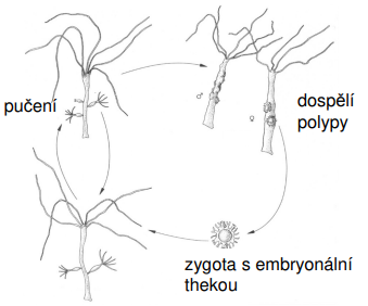 <p>1) zygota s embryonální thekou 2) pučení 3) dospělí polypy</p>