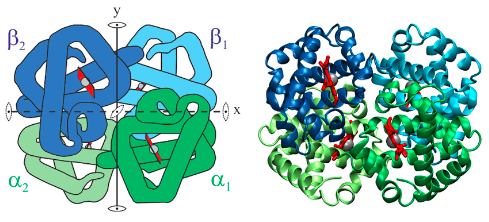 <p>is the oxygen-transport protein of higher animalsm</p>