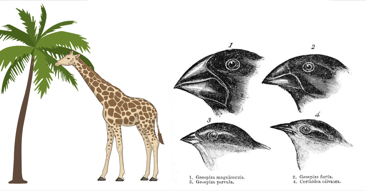 <p>the process through which populations of living organisms adapt and change<br>example: giraffes with longer necks survived better since they could reach leaves high in trees</p>