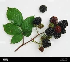<p>what is the scientific name of black berry’s </p>