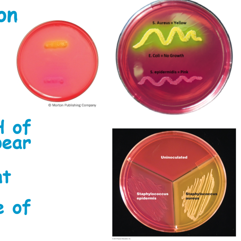 <p>know s<span>taphylococcus epidermidis results</span></p>