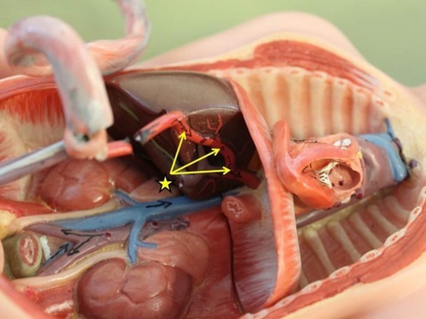 knowt flashcard image