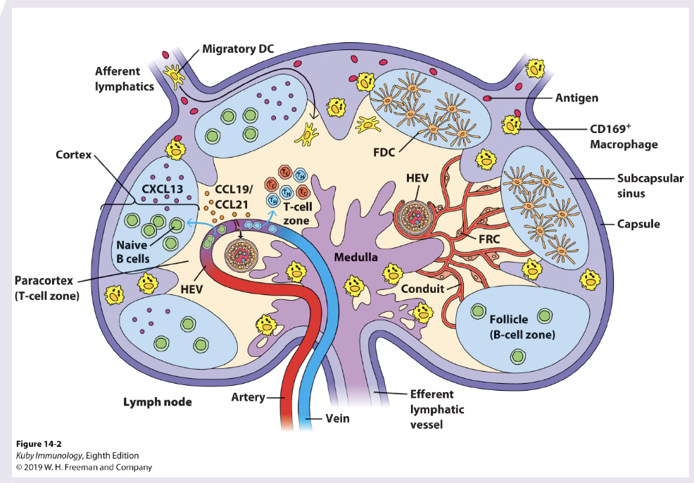 <ul><li><p>T cell zone (Paracortex): DCs recruited by CCL19/21, naive CD8+/4+ T cells enter via HEVs, T cells scan DCs for cognate peptide-MHC complexes. Key outcomes: CD4 T cell priming &amp; differentiate into TH1,2,17, fh, CD8+ priming (diff into CTLs), activated T cells undergo clonal expansion</p></li><li><p>B cell Follicles (Cortex): naive B cells reside and encounter native antigen delivered via lymph or macrophages. Ag binds BCR, providing first signal for B cell activation. Key outcomes: activated B cells upregulate CCR7 and migrate to border between B and T cell zone</p></li><li><p>T-B cell border: Ag-specific B cells present peptide-MHC II to activated Tfh cells. CD40/CD40L interactions and cytokines provide T cell help. key outcomes: B cells commit to either extrafollicular responses or germinal centre entry</p></li><li><p>extrafollicular response (outer cortex/medullary cords): rapid diff of B cells into short-lived plasmablasts, early secretion of low-affinity IgM to provide rapid protection in acute infection</p></li><li><p>Germinal centre (within B cell follicle): formation of GC with distinct zones: dark zone B cell proliferation and somatic hypermutation, light zone selection by follicular DC and Tfh cells. key outcomes: affinity maturation, class switching, generate plasma cells, memory B cells</p></li></ul><p></p>