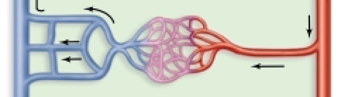 <p>most common type of anastomoses, where two or more veins drain blood from the same region. E.g. superficial veins draining into deep veins</p>