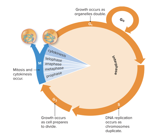 <ul><li><p>Little visible change to cell</p></li><li><p>Saves up energy</p></li><li><p>Accumulates building blocks for DNA and proteins</p></li><li><p>Cell growth and organelle duplication</p></li></ul>