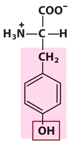 <ul><li><p>Tyr, Y</p></li><li><p>polar</p></li><li><p>aromatic and heterocyclic R group</p></li></ul><p></p>