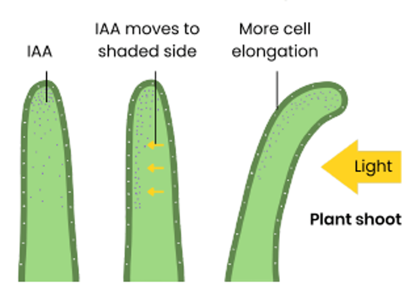 <p>1. Cells in tip of shoot/root produce IAA</p><p>2. IAA diffuses down shoot/root (initially evenly)</p><p>3. IAA moves to shaded side of shoot / root (so conc. ↑ compared to light side ) as a result of light</p><p>4. In shoots, this stimulates cell elongation on shaded side, whereas in roots this inhibits cell elongation</p><p>5. Shaded side grows faster so shoots bend towards light, whereas roots bend away from light</p>