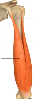 <p>origin: <span style="font-family: Calibri, sans-serif">coracoid process, tubercle above glenoid cavity</span></p><p><span style="font-family: Calibri, sans-serif">insertion: radial tuberosity </span></p><p><span style="font-family: Calibri, sans-serif">function: bicep curl/flexing forearm </span></p>