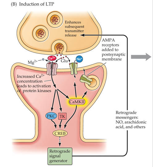•Mg2+ driven out, Ca2+ enter

•The large Ca2+ influx activates certain **protein kinases**

•One protein kinase, CaMKII (calcium-calmodulin kinase II), affects AMPA receptors

•AMPA receptors movement, production, insertion

•Increases conductance of Na+ and K+ ions 