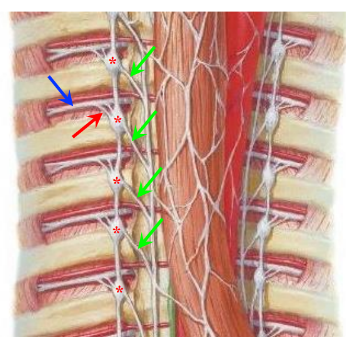 <p>-all the viscera in the thorax, abdomen, and pelvis are innervate by splanchnic branches of the sympathetic chain (green arrows)</p><p>-splanchnic branches: arise from the sympathetic chain ganglia at EVERY level (cervical, thoracic, lumbar, and sacral)</p><p>-splanchnic branches are separate from the rami communicantes (red arrow) and the ventral rami of spinal nerves (blue arrow)</p><p>-splanchnic branches go medially</p>