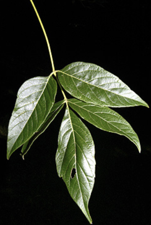 <p>Opp, 3-5 leaflets maybe 7, shape can vary i.e can look more mapley</p>