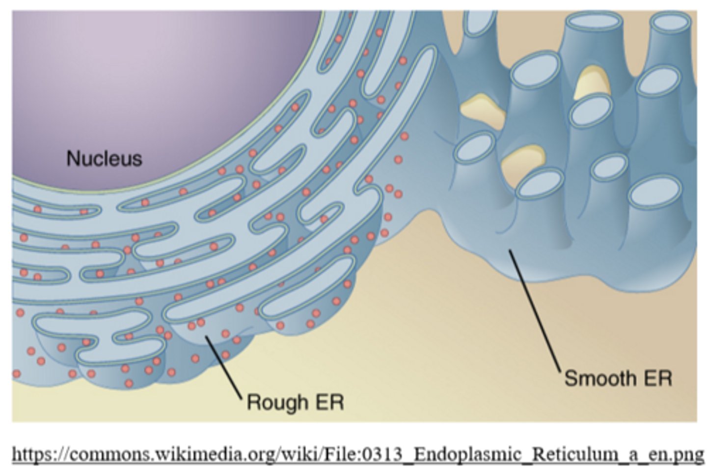 <p>smooth ER</p>