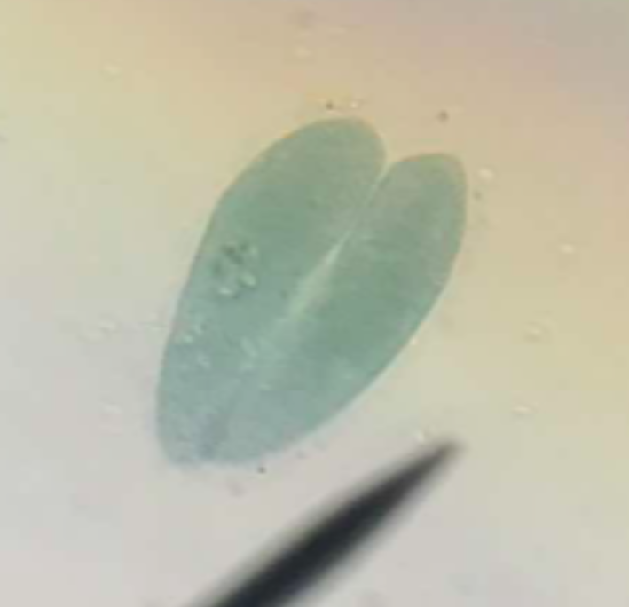 <p>sexual reproduction; two paramecia joined at their oval grooves and swim around</p>