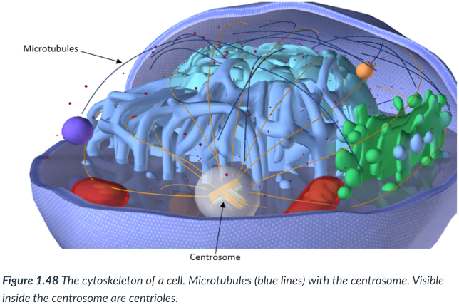 <p>hollow cylinders (like a tube) that are involved in the movement of chromosomes during cell division &amp; in the structure of cilia &amp; flagella. </p>
