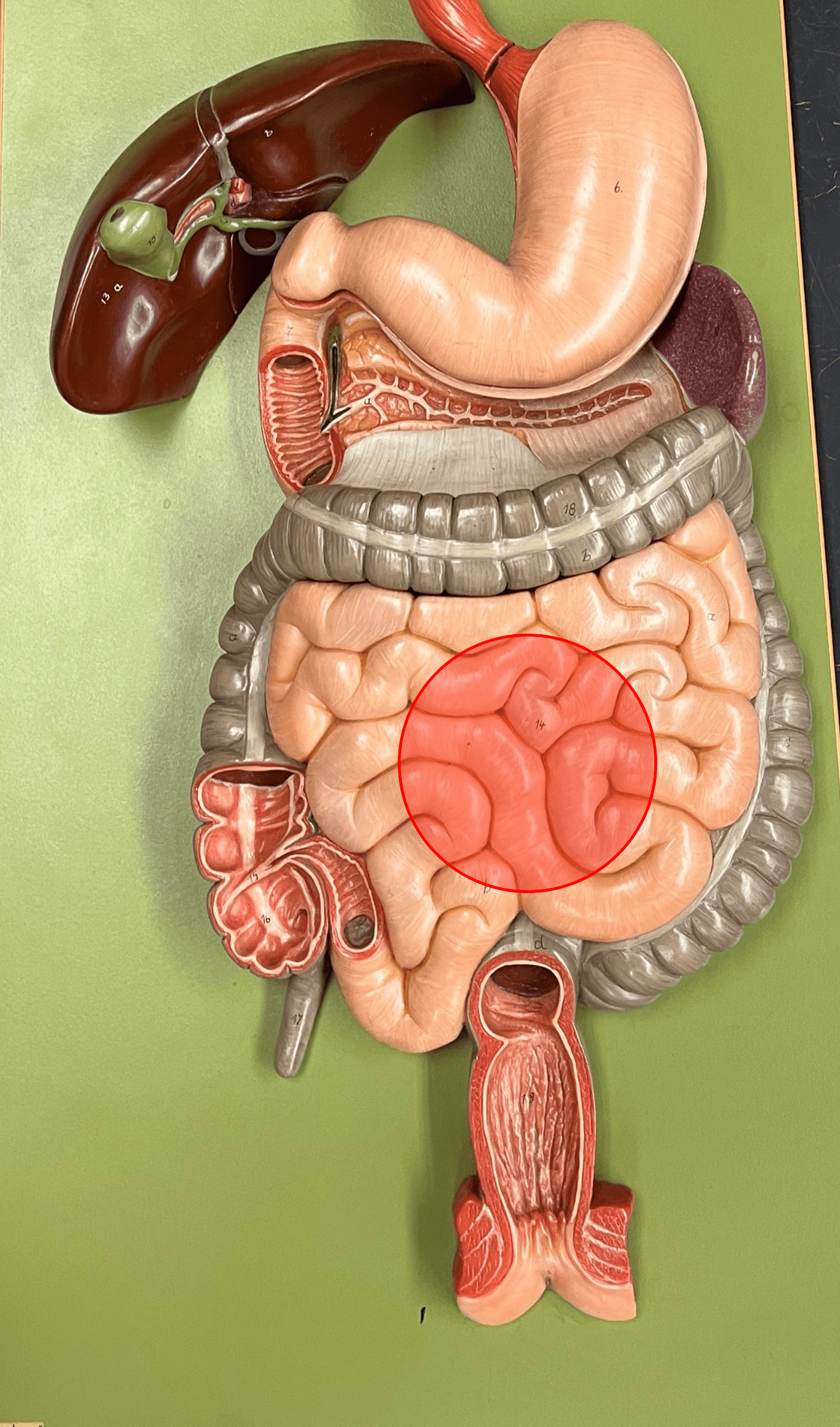 • A long tube-shaped organ.

• Divided into the duodenum, jejunum, and ileum.

• Site of most digestion and nutrient absorption.