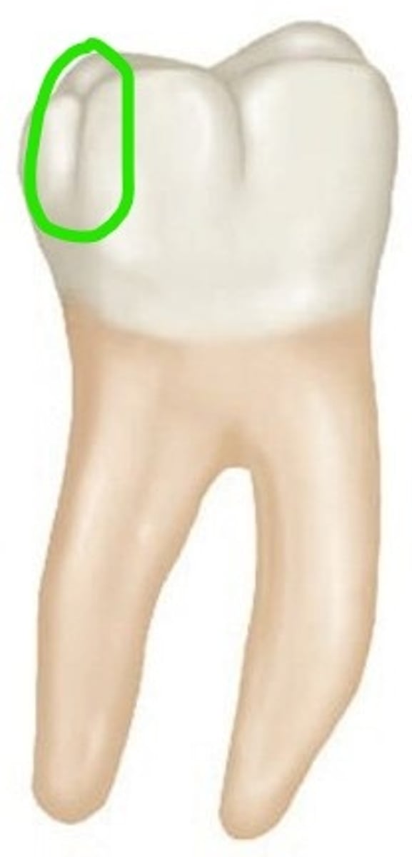 <p>Name the two grooves found on the buccal surface of the mandibular first molars, mesiobuccal and ____________</p>