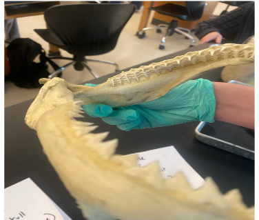 <p>How are shark teeth boney without bones? </p>