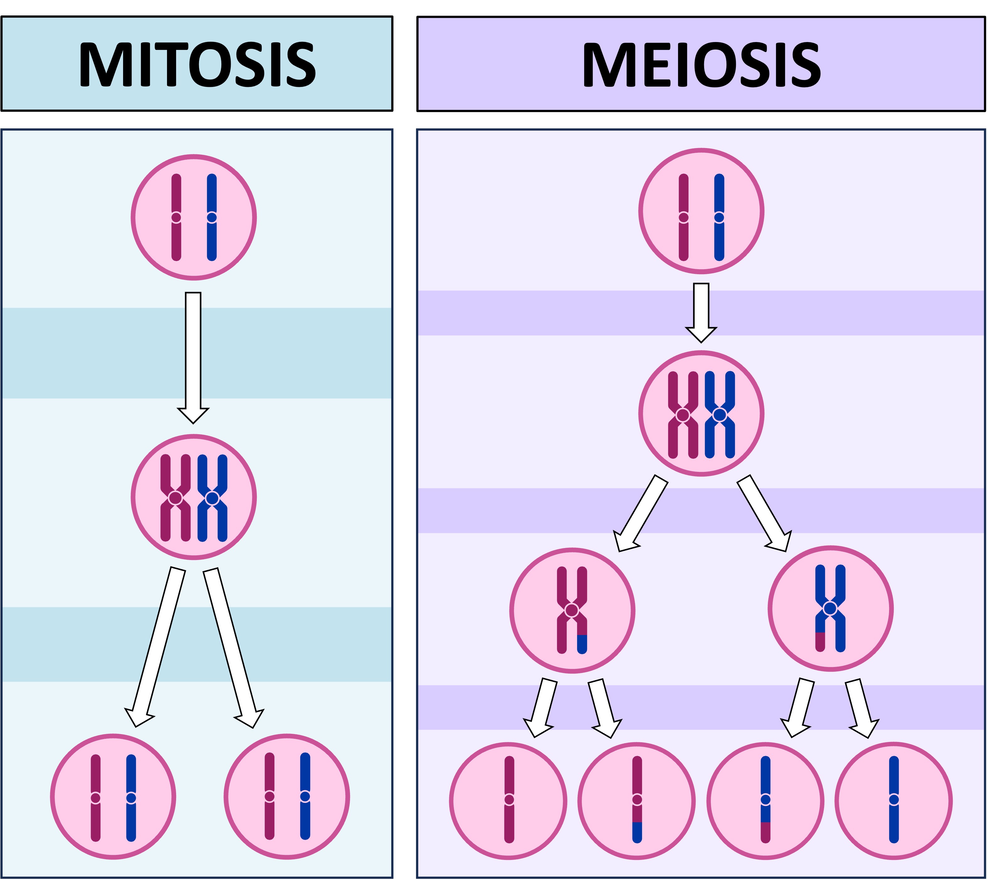 <ul><li><p>Mitosis produces <strong>2 identical daughter cells (somatic cells)</strong> with full sets of chromosomes. </p></li><li><p>Meiosis produces <strong>4 different daughter cells (sex cells)</strong>, each with ½ a set of chromosomes. </p><ul><li><p>important for sexual reproduction and genetic diversity </p></li></ul></li></ul><p></p>
