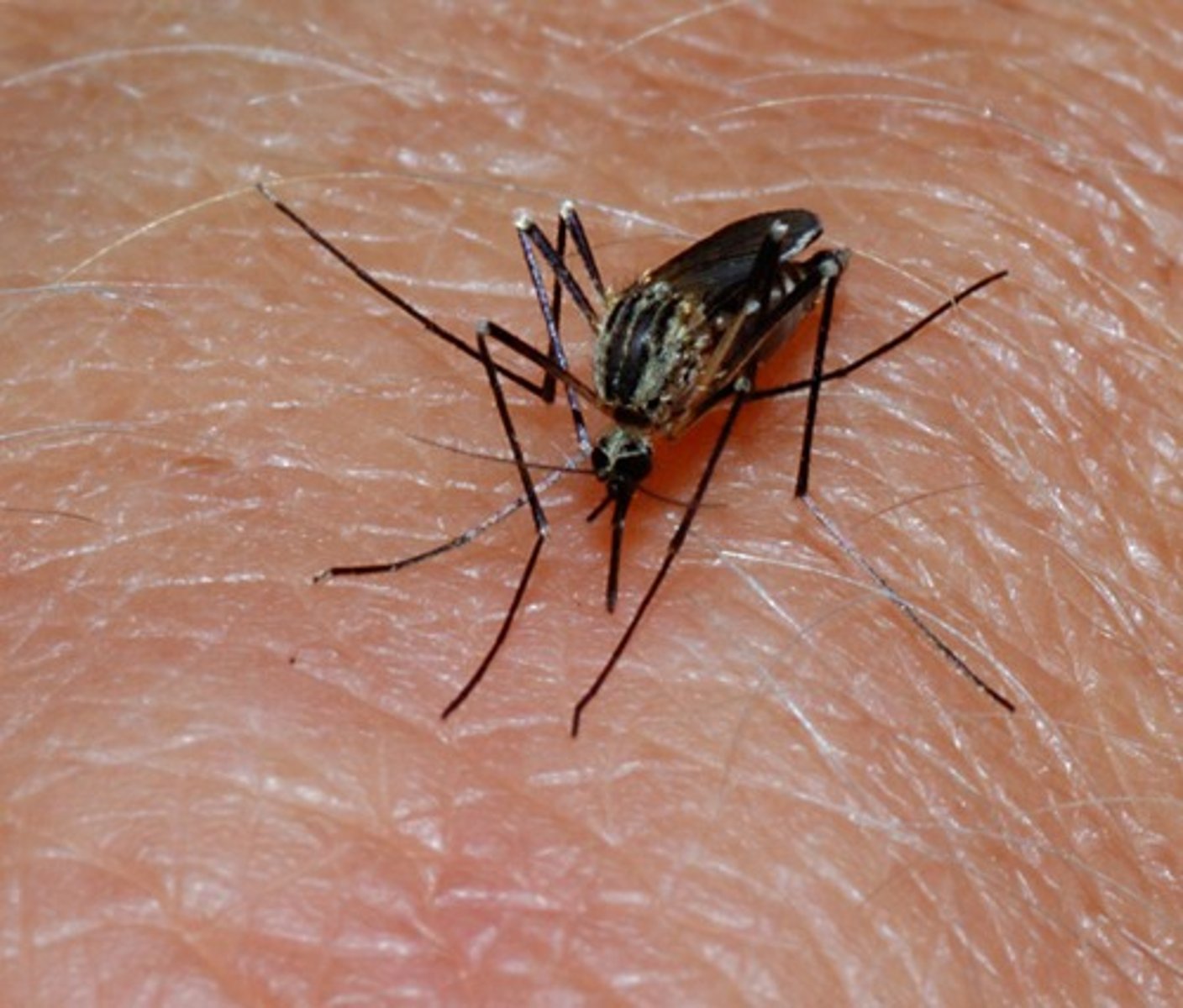 <p>A disease that is caused by a parasite and is transmitted by the bite of infected mosquitoes.</p>