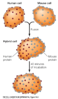 <ul><li><p>1970s researchers</p></li><li><p>Used anti-human and anti-mouse antibodies labeled w diff fluorescent dyes</p></li><li><p>Formed human/mouse hybrids</p></li><li><p>Labelled human and mouse proteins intermingled over cell surface within 40 min of incubation</p></li><li><p>“This lateral movement of membrane proteins was first shown directly by Larry Frye and Michael Edidin in 1970. Frye and Edidin fused human and mouse cells in culture to produce human–mouse cell hybrids (Figure 15.5). They then analyzed the distribution of proteins in the membranes of these hybrid cells using antibodies that specifically recognize proteins of human and mouse origin. These antibodies were labeled with different fluorescent dyes, so the human and mouse proteins could be distinguished by fluorescence microscopy. Within 40 minutes after fusion, the mouse and human proteins became intermixed over the surface of hybrid cells, indicating that they moved freely through the plasma membrane”</p></li></ul><p></p>